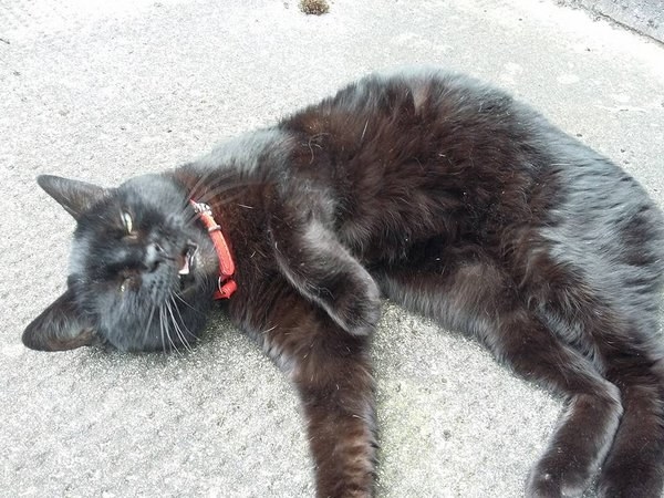 cat