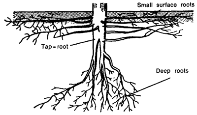 root_brain